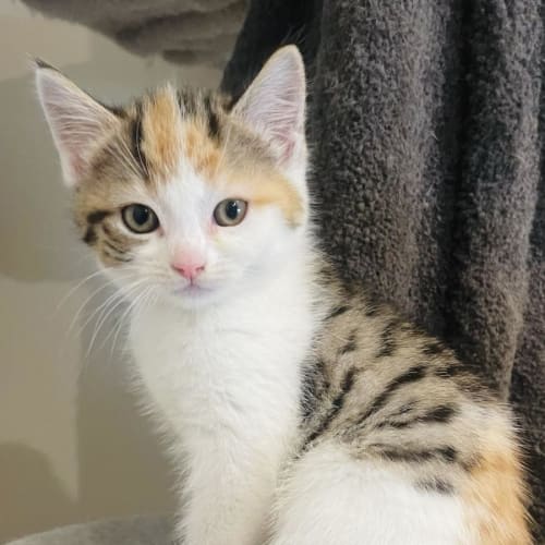 Jenny - Located in Preston