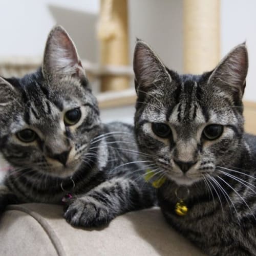 Minnie & Daisy