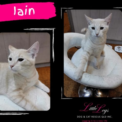 Iain