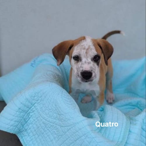 Quatro