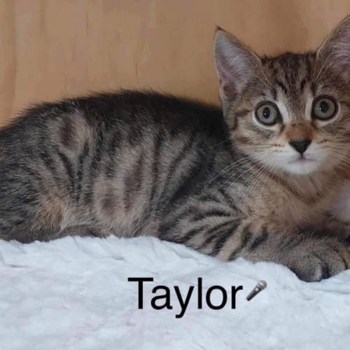 Taylor