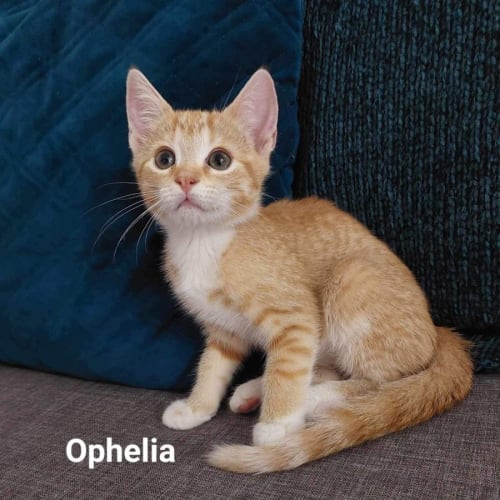 Ophelia