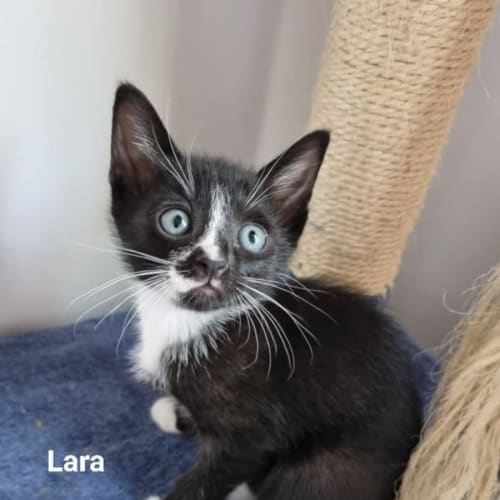 Lara