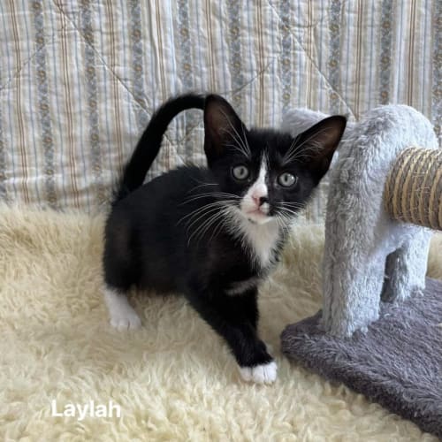 Laylah