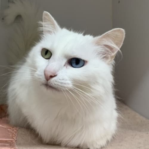Eloise