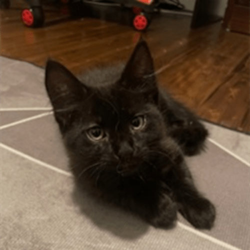 Bibbidi (available at PetStock Milperra)