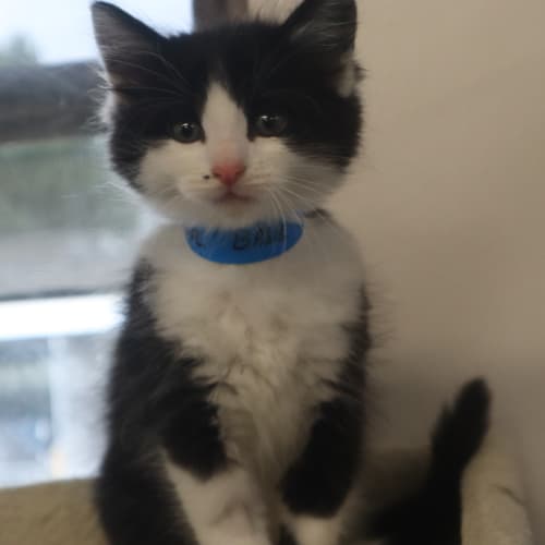 Basil