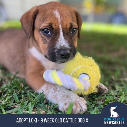 Loki - 9 Week Old Cattle Dog X (Trial)