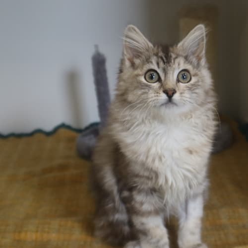 Cinnamon