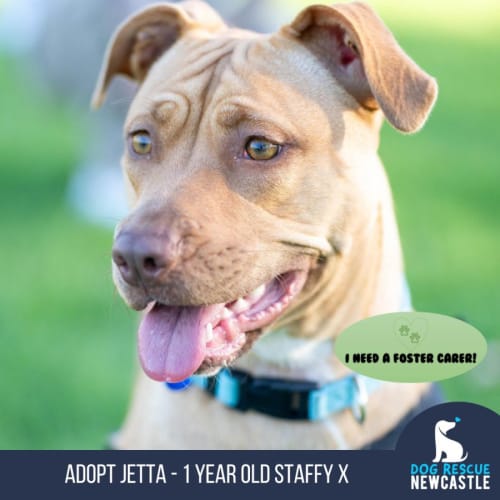 Jetta - 1 Year Old Staffy X (Trial)