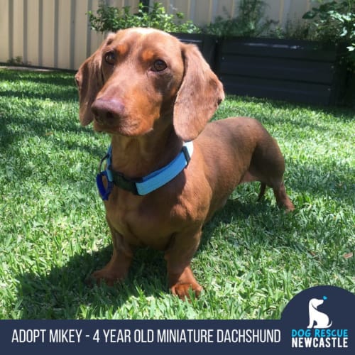 Mikey - 4yo Mini Dachshund (Trial)