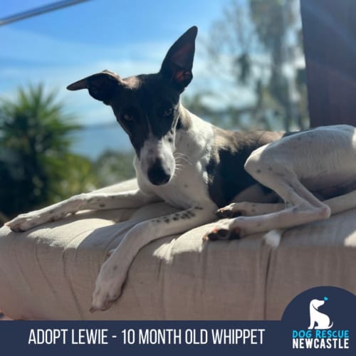 Lewie - 10 Month Old Whippet