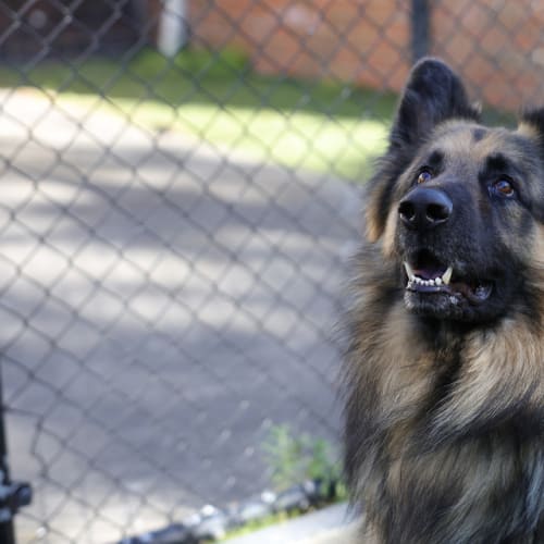 Axel
