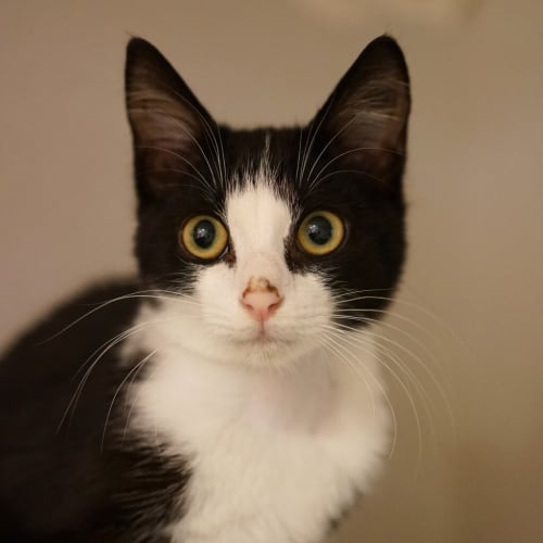 Klaus