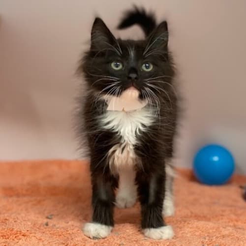 Tina