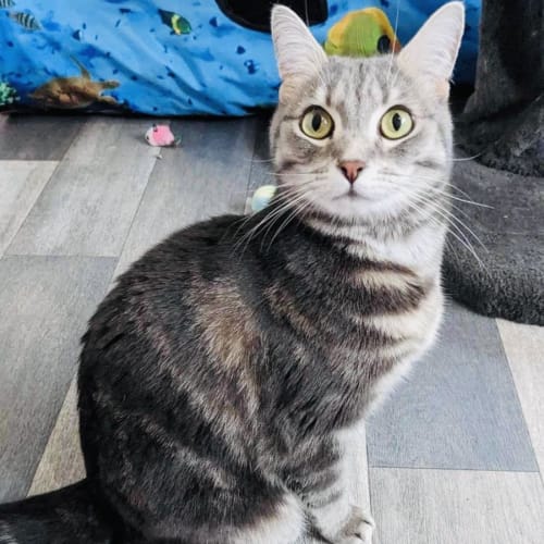 Lilah - Located in Canberra