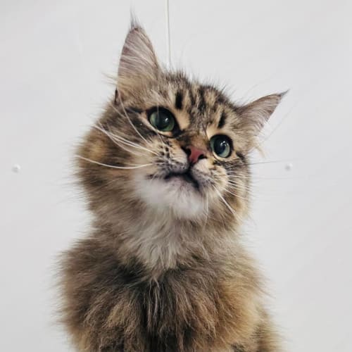 Fluffy - Located in Preston