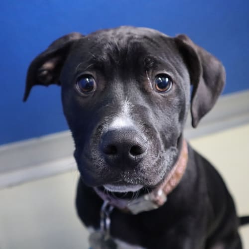Lulu