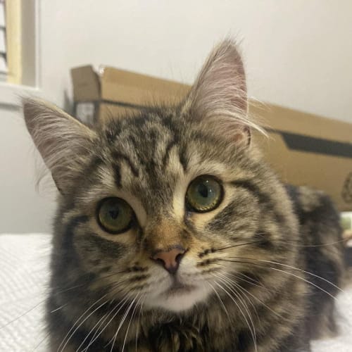 Baby Cat 