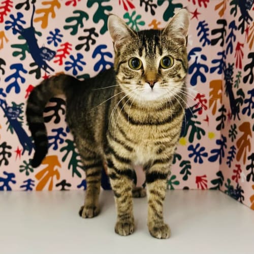 Pixie - Meet me at Nellys Ark