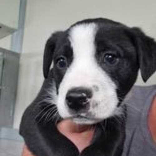 Iggy Pup