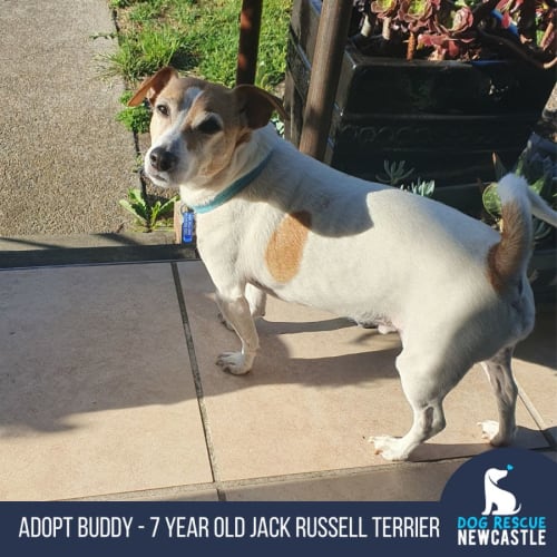 Buddy - 7 Year Old Jack Russell Terrier (Trial)