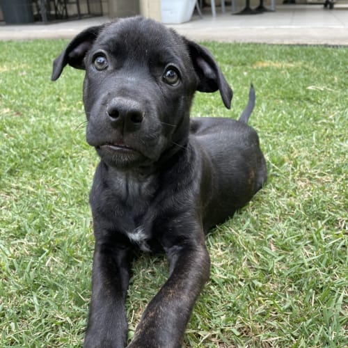 Axel