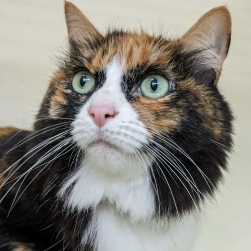 🧁 Gypsy F02666 🧁