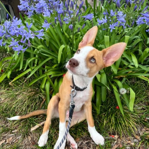 Pippa 