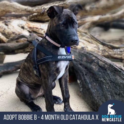 Bobbie B - 4 Month Old Catahoula (Trial)