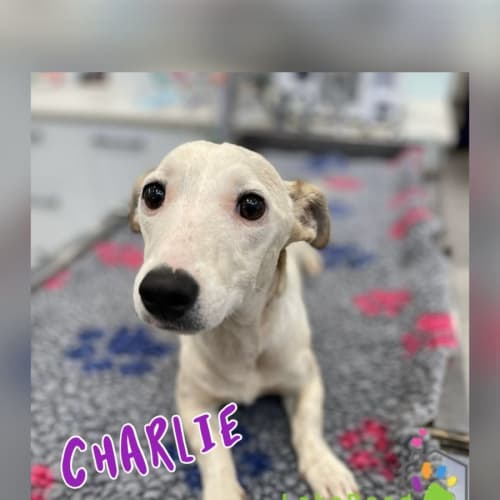 Charlie
