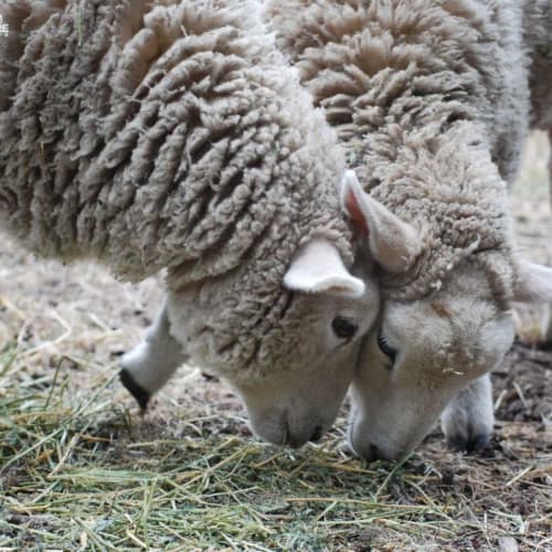 Lamb Fever - Lamb Care Australia