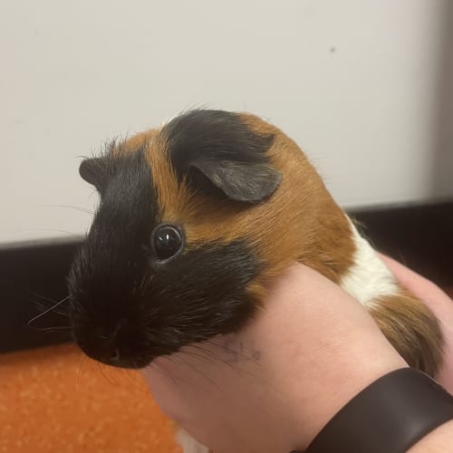 Cookie