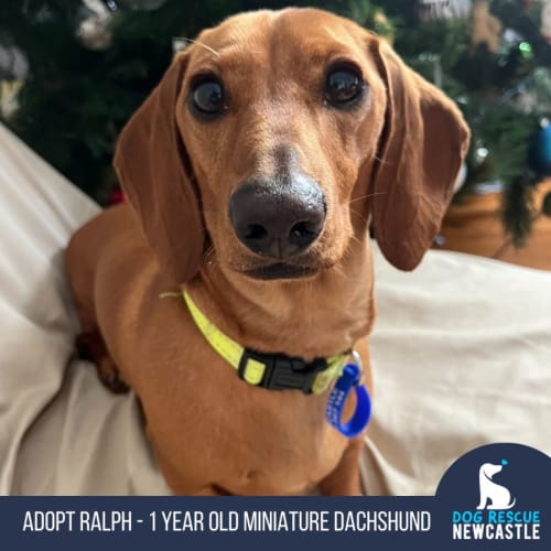 Ralph -1yo Mini Dachshund (On Trial 3/12/23)