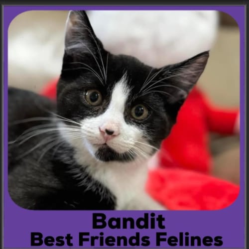 Bandit