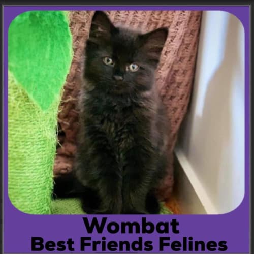 Wombat