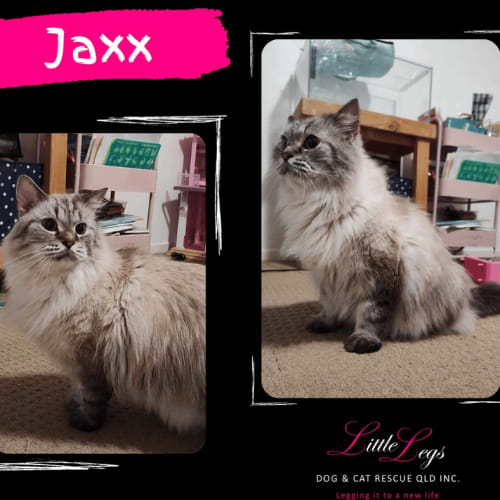 Jaxx