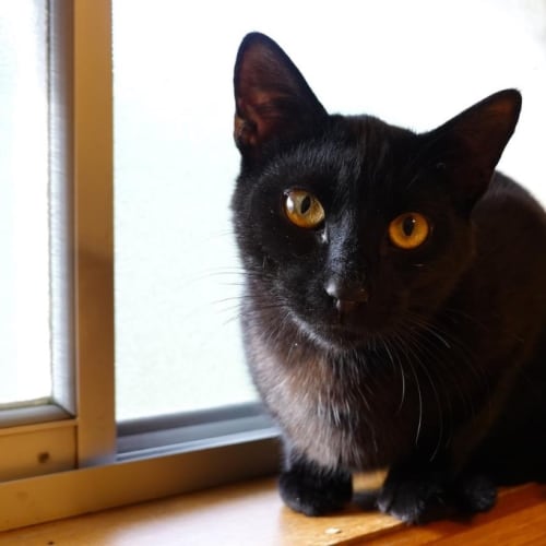 Trouble - Foster To Adopt (Mowbray)