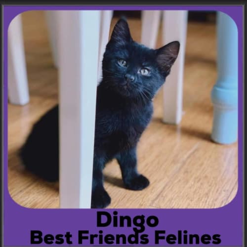 Dingo