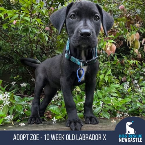 Zoe - 10 Week Old Labrador X (Trial)