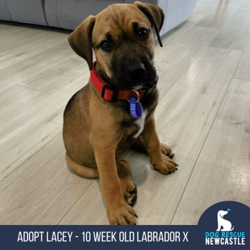 Lacey - 10 Week Old Labrador X (Trial)