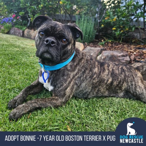 Bonnie - 7 Year Old Boston Terrier X Pug (Hold)