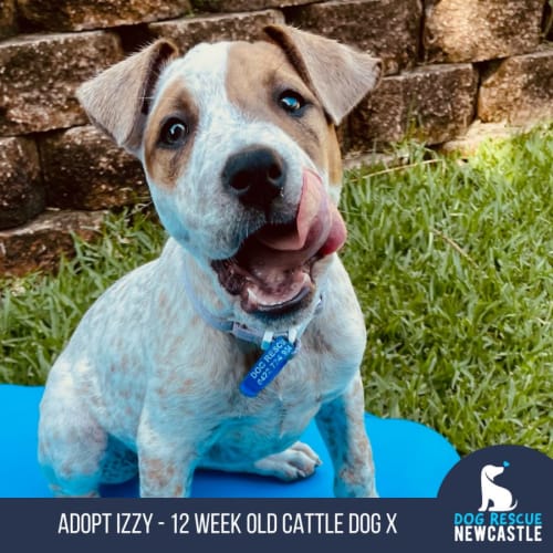 Izzy - 12 Week Old Cattle Dog X Wolfhound