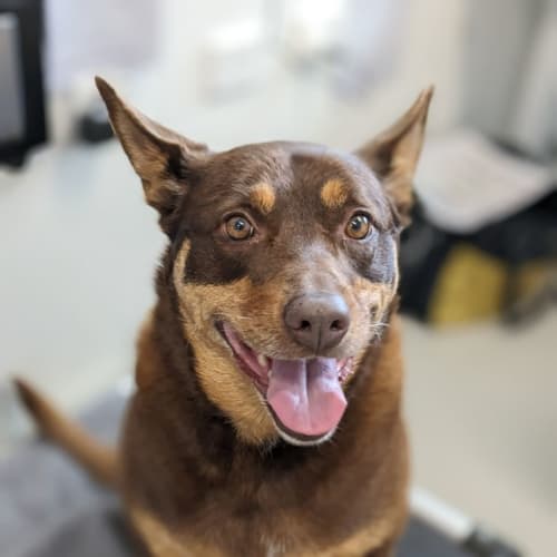 🌿 Ivy C04679 🌿