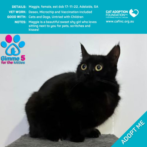 Maggie Just $39 Limited Time!