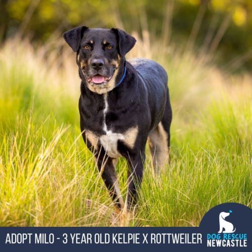 Milo - 3 Year Old Kelpie X Rottweiler