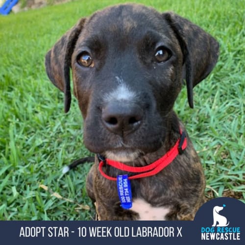 Star - 10 Week Old Labrador X (Trial)