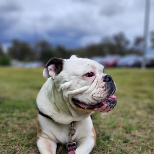 Chunk