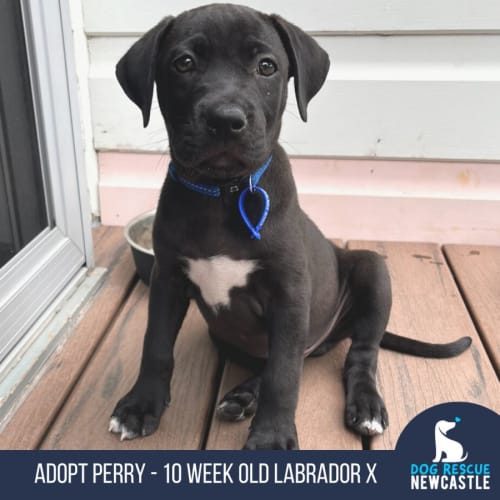 Perry - 10 Week Old Labrador X (Trial)