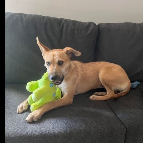 No photo for Nala